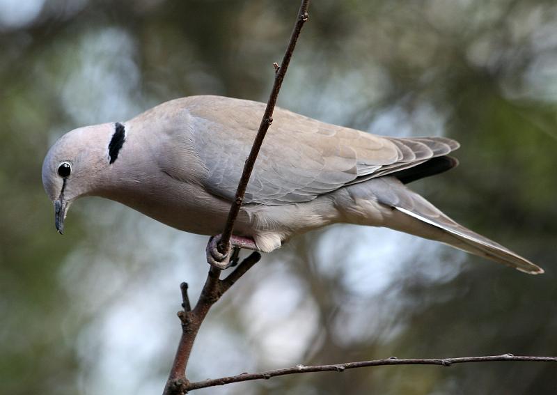 frieda 068.jpg - Gewone Tortelduif.  ek wonder of moet afvlieg.....